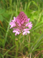 Pyramidal Orchid