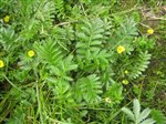 Silverweed