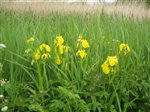 Yellow Irises