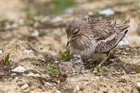 stone curlew and chick
