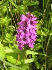 Southern Marsh Orchid