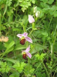 Brown Bee Orchid