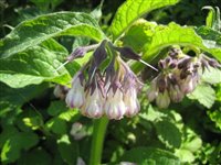 Common Comfrey