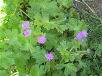 Hedgerow Cransesbill