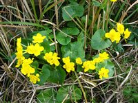 Marsh Marigold