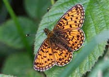 A Small Pearl Bordered Fritillary (RSPB image library)