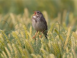 Photo of corn bunting male singing in a wheat crop (RSPB images)