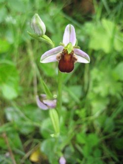 Brown Bee Orchid 1