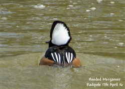 Hooded Merganser