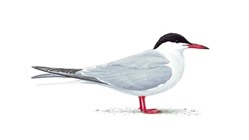 Common Tern