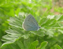 Holly Blue