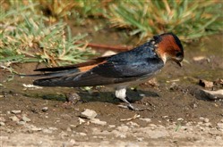 Red Rumped Swallow