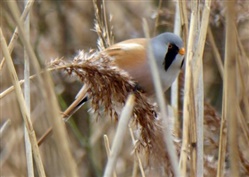 Bearded Tit