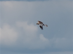 Marsh Harrier