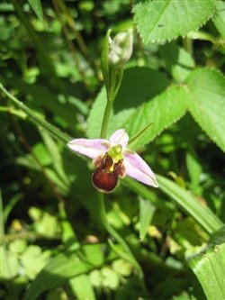 Brown Bee Orchid 2