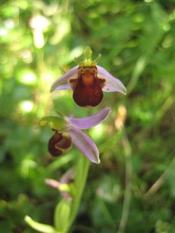 Brown Bee Orchid