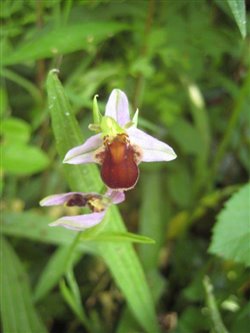 Brown Bee Orchid