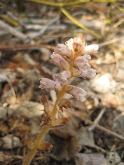 Common Broomrape