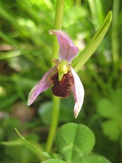 Ophrys apifer var. atrofuscus