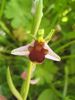 Ophrys apifera var. atrofuscus