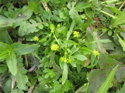  Celery Leaved Buttercup