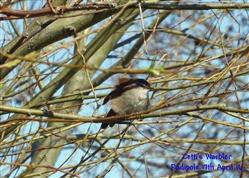  Cetti's Warbler