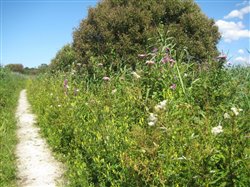 Radipole Hedgerow