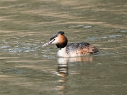 Great Crested Grebe