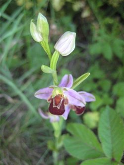 Ophyrus apifera