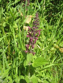 Hedge Woundwort