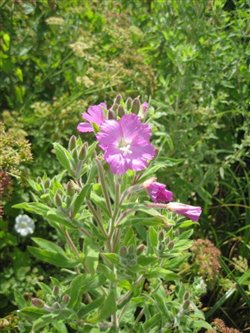 Greater Willowherb