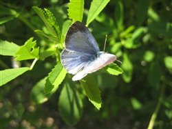 Holly Blue