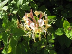 Honeysuckle