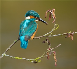 Kingfisher