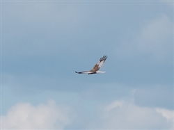 Marsh Harrier