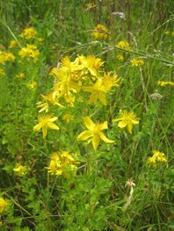 Perforate St John's Wort