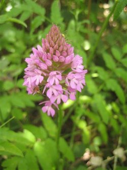 Pyramidal Orchid