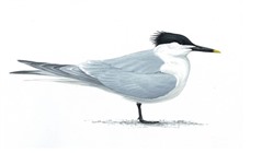 Sandwich Tern