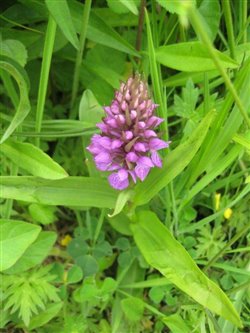 Southern Marsh Orchid