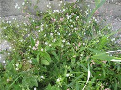  Water Chickweed