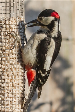 Great Spotted Woodpecker on Feeder