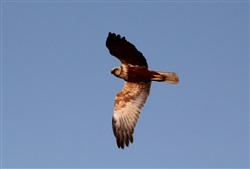 Marsh Harrier