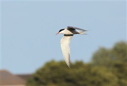 Common Tern