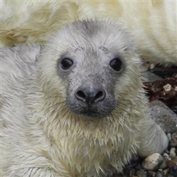 Grey Seal Pup - G Morgan