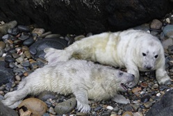 Grey Seal pups in Ramsey harbour - G Morgan