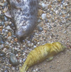 Grey seal cow with newborn pup. C Flintham