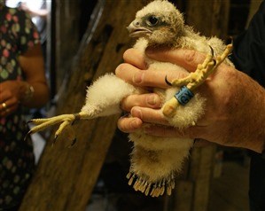Peter the peregrine was ringed as a chick