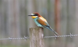 Bee-Eater