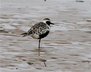 Grey Plover