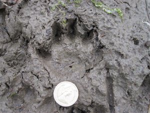  Otter Footprint